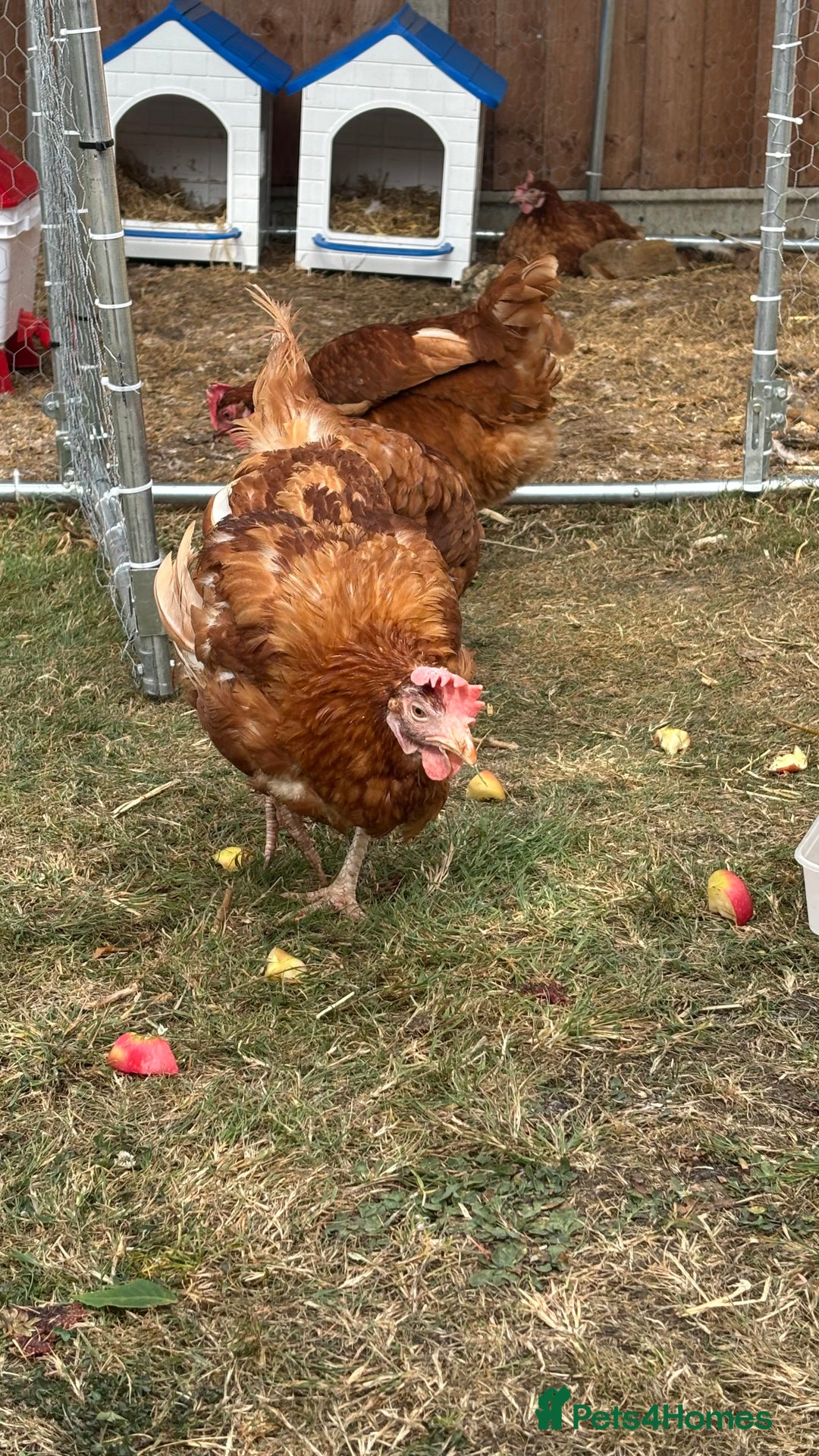 Chickens poultry for sale: 4 girls for sale - Image 4