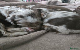 Cockerdor dogs for sale: Rare coloured stunning Cockerdor pups  - Image 2