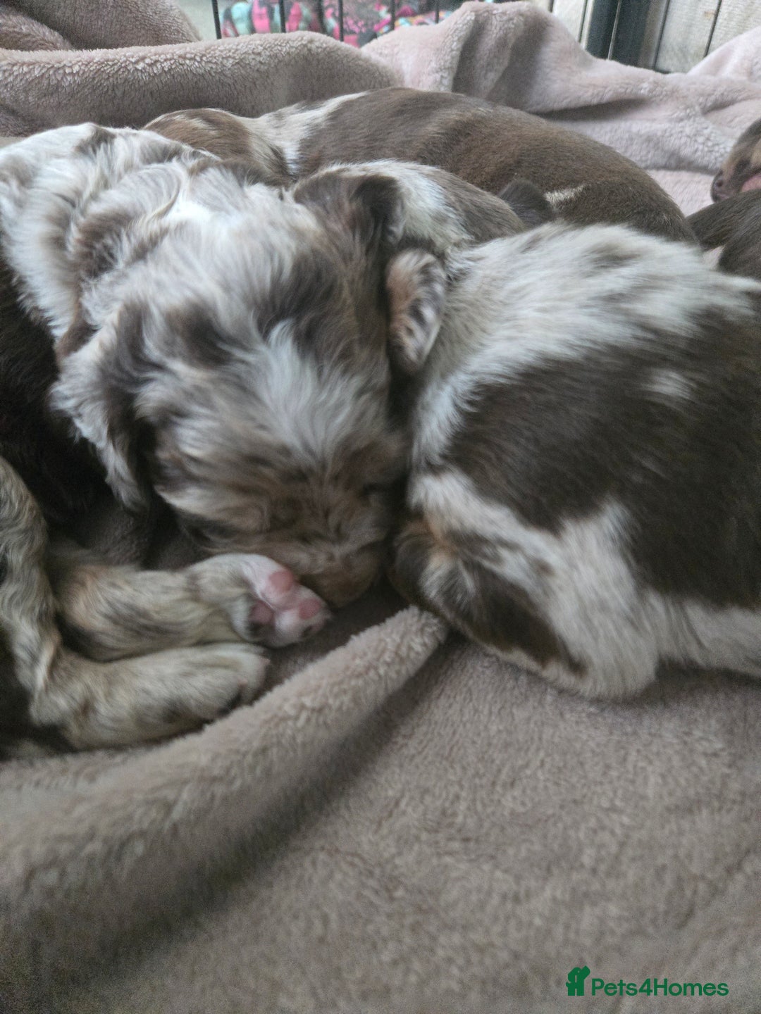 Cockerdor dogs for sale: Rare coloured stunning Cockerdor pups  - Image 2