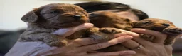 Cavapoo dogs for sale: Toy Cavapoo - Advert 25