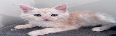 Cream Maine Coon Boy