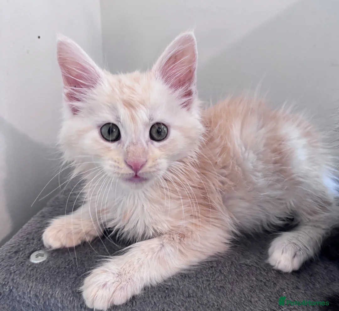 Maine Coon cats for sale: Cream Maine Coon Boy from Large TICA Blue Dad - Advert 2