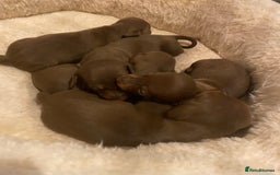 Miniature Dachshund dogs for sale: 5 Miniature Dachshunds ready 16/12/25 🤎 - Advert 1