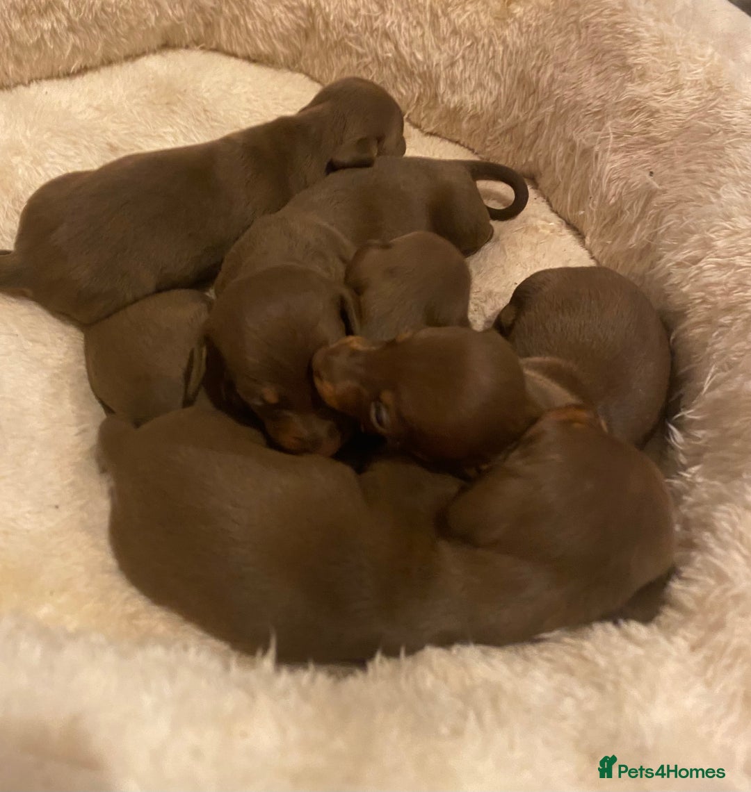 Miniature Dachshund dogs for sale: 5 Miniature Dachshunds ready 16/12/25 🤎 - Advert 1