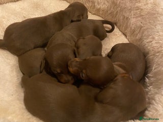 Miniature Dachshund dogs 5 Miniature Dachshunds ready 16/12/25 🤎 - Advert 1
