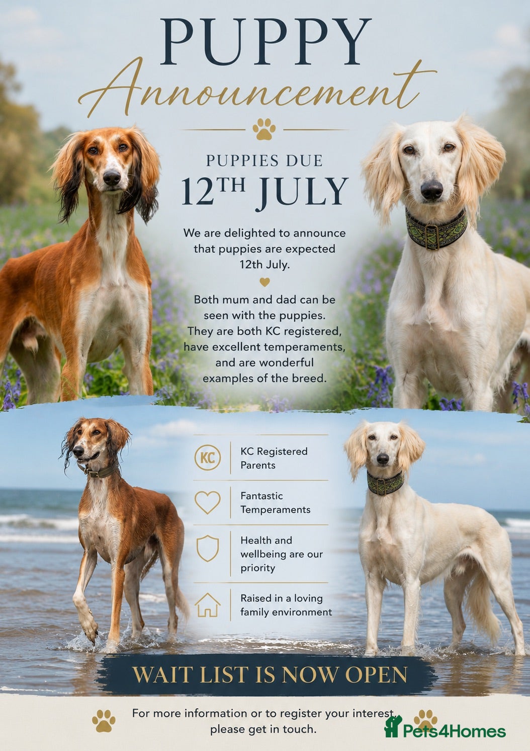 Saluki dogs Kc saluki puppies  - Advert 17