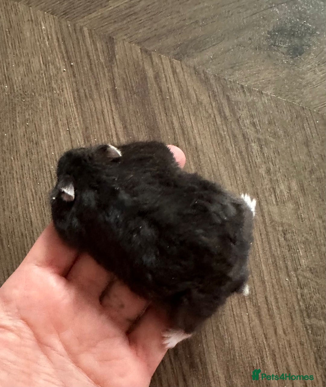 Hamster rodents for sale: Lovely Syrian Dwarf Hamster with Full Setup - Image 1