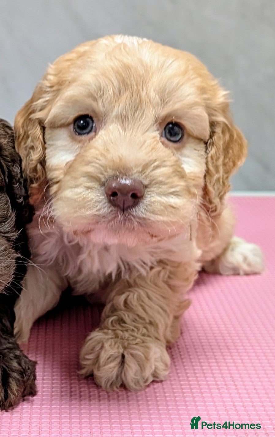 Cockapoo dogs Licensed breeder, health tested F1 cockapoo pups - Advert 11