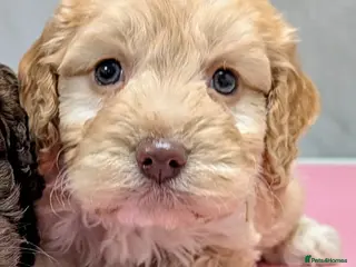 Cockapoo dogs Licensed breeder, health tested F1 cockapoo pups - Advert 11