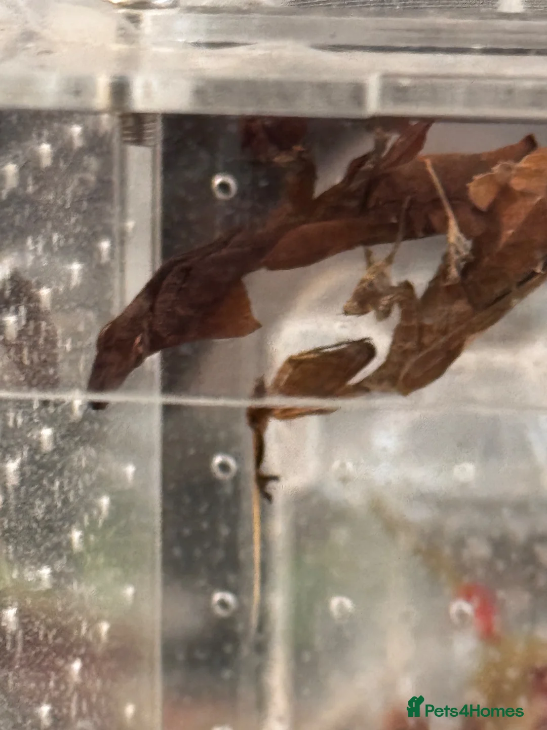 Praying Mantis invertebrates for sale: L2 Ghost Mantises for sale  in London - Advert 2