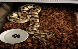 Python Snake reptiles for sale: Royal pythons for sale - Advert 5