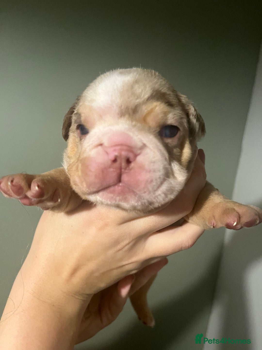 Olde English Bulldogge dogs for sale: Old English bulldog  - Advert 6
