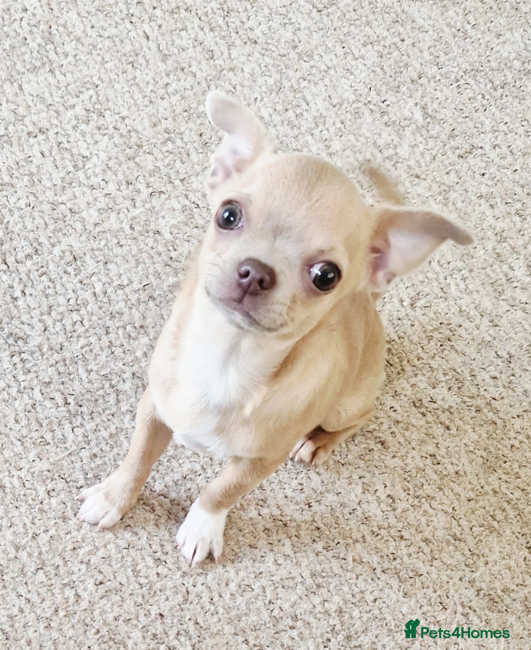 Chihuahua dogs for sale: Chihuhaha Puppies for sale - Advert 14