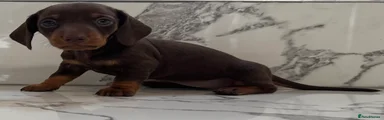 Miniature Dachshund 6