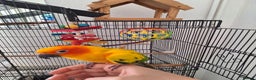 Conures birds for sale: Tame sun conure - Advert 3