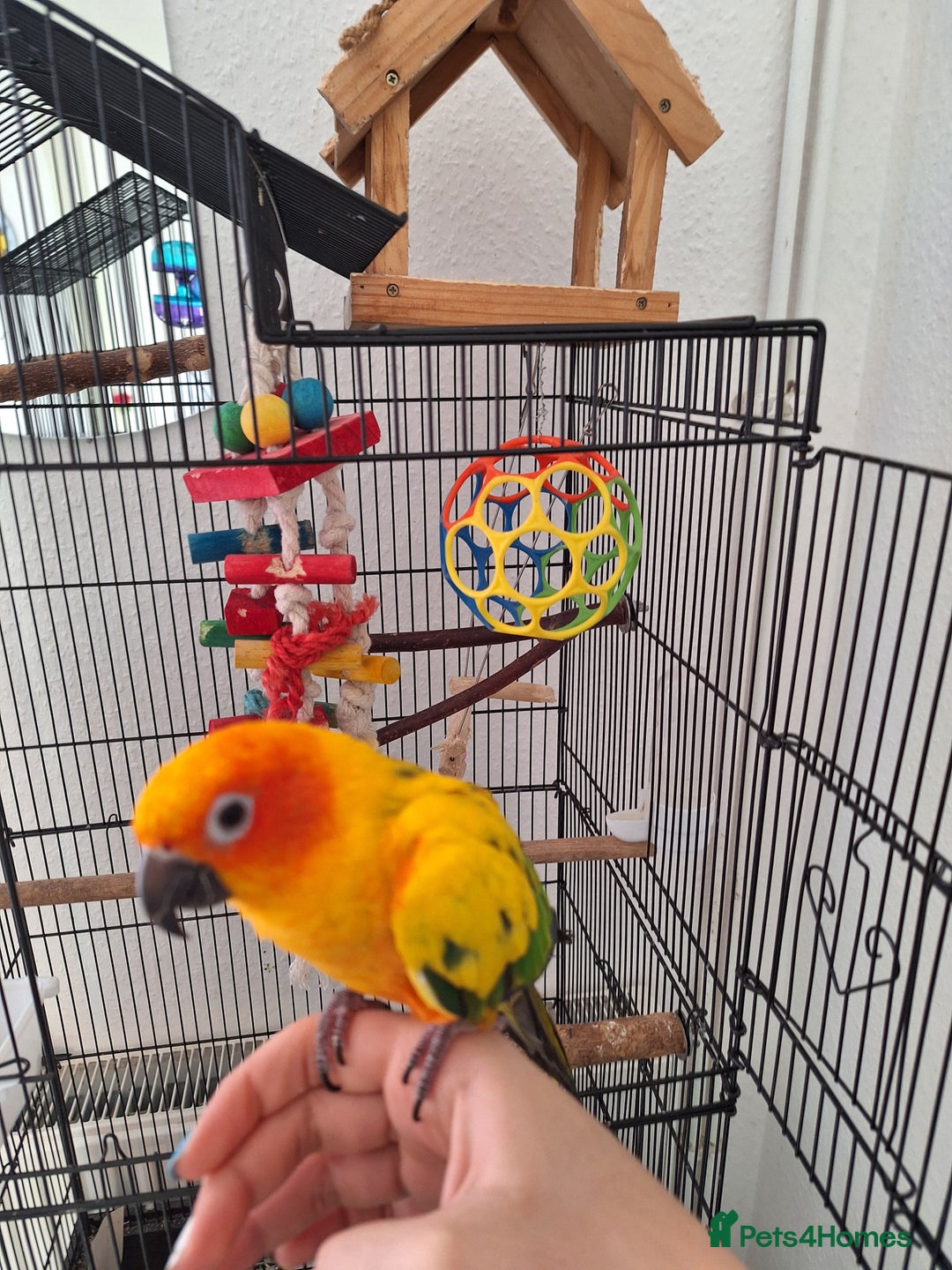 Conures birds for sale: Tame sun conure - Advert 3