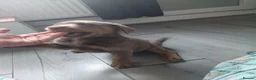 Labrador Retriever dogs for sale: Labrador girl ready now - Advert 8