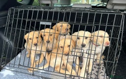 Labrador Retriever dogs for sale: Beautiful labrador puppies available now - Image 1
