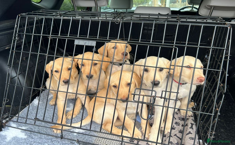 Labrador Retriever dogs - Advert 6
