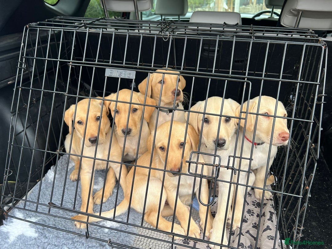 Labrador Retriever dogs for sale: Beautiful labrador puppies available now - Image 1