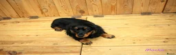 Miniature Dachshund dogs for sale: 🌟Dapple & Black Tan PRA Clear KC reg – June 26🌟 - Advert 15