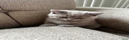 British Shorthair cats for sale: BSH kittens for sale.  in Bradford - Advert 7