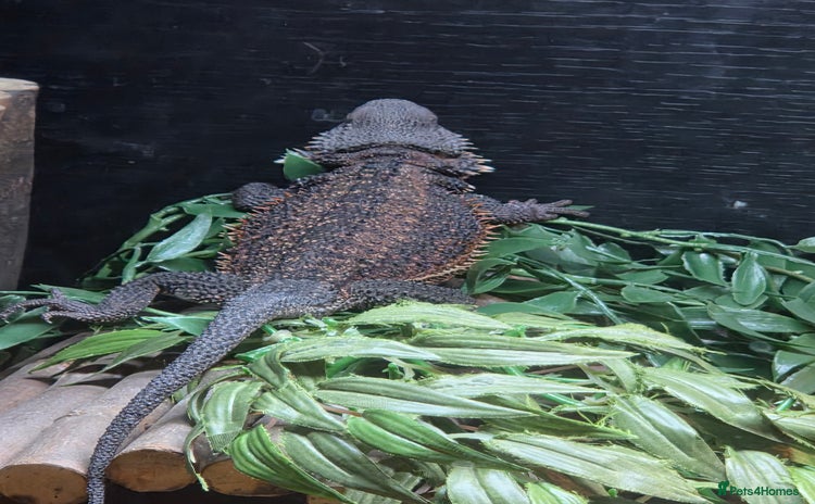 Bearded Dragon reptiles Bearded dragon and viv - Advert 1