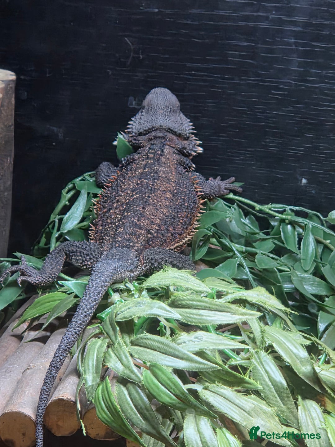 Bearded Dragon reptiles for sale: Bearded dragon and viv - Advert 1