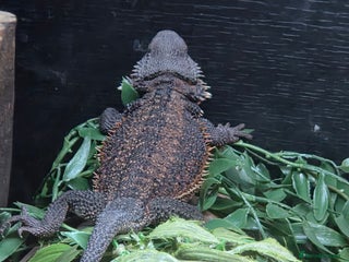 Bearded Dragon reptiles Bearded dragon and viv - Advert 1