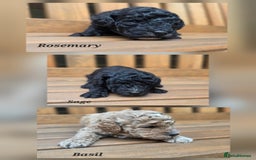 Cavapoo dogs for sale: Miniature cavapoo f1bb puppies - Image 2