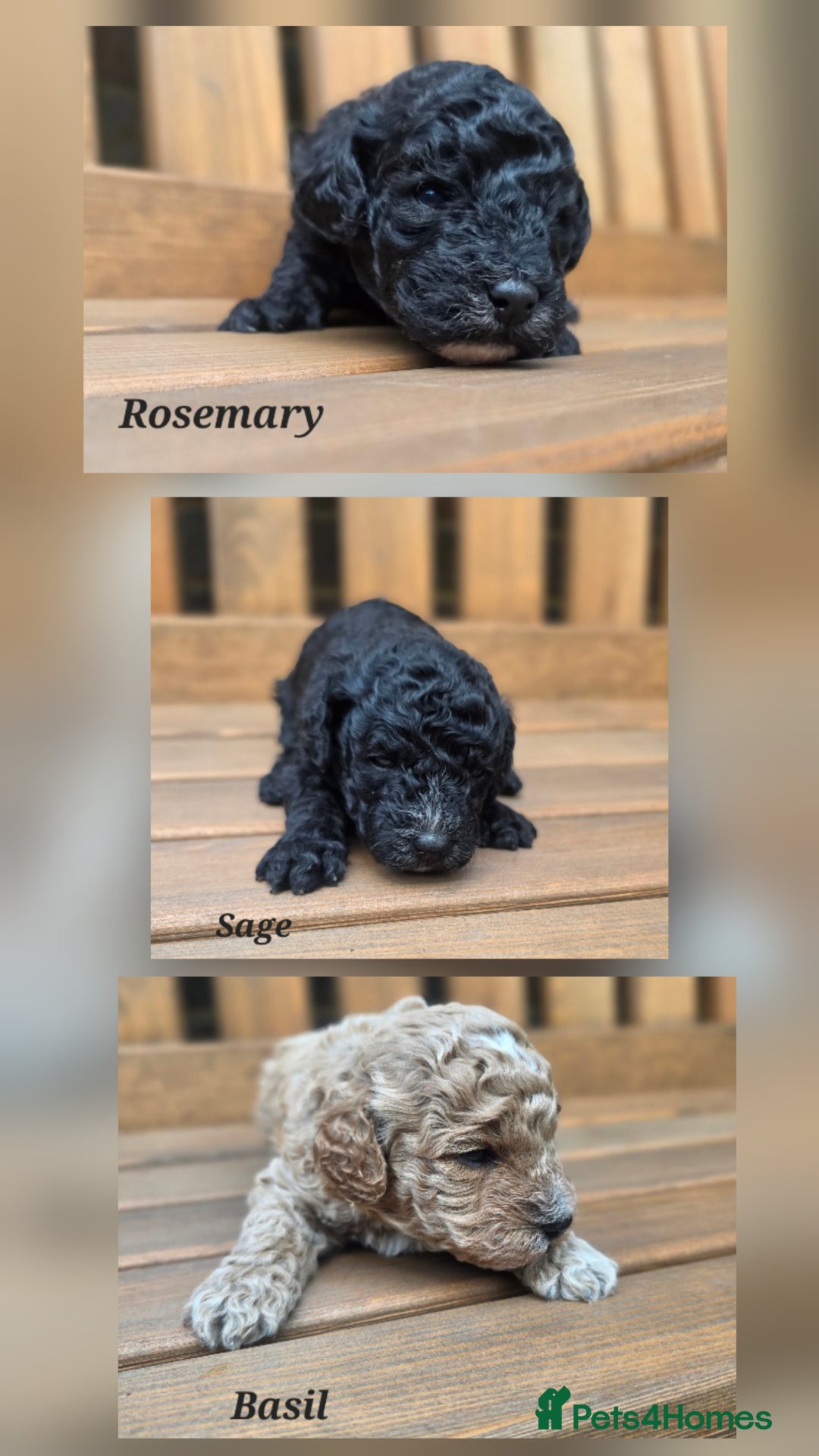Cavapoo dogs for sale: Miniature cavapoo f1bb puppies - Image 2