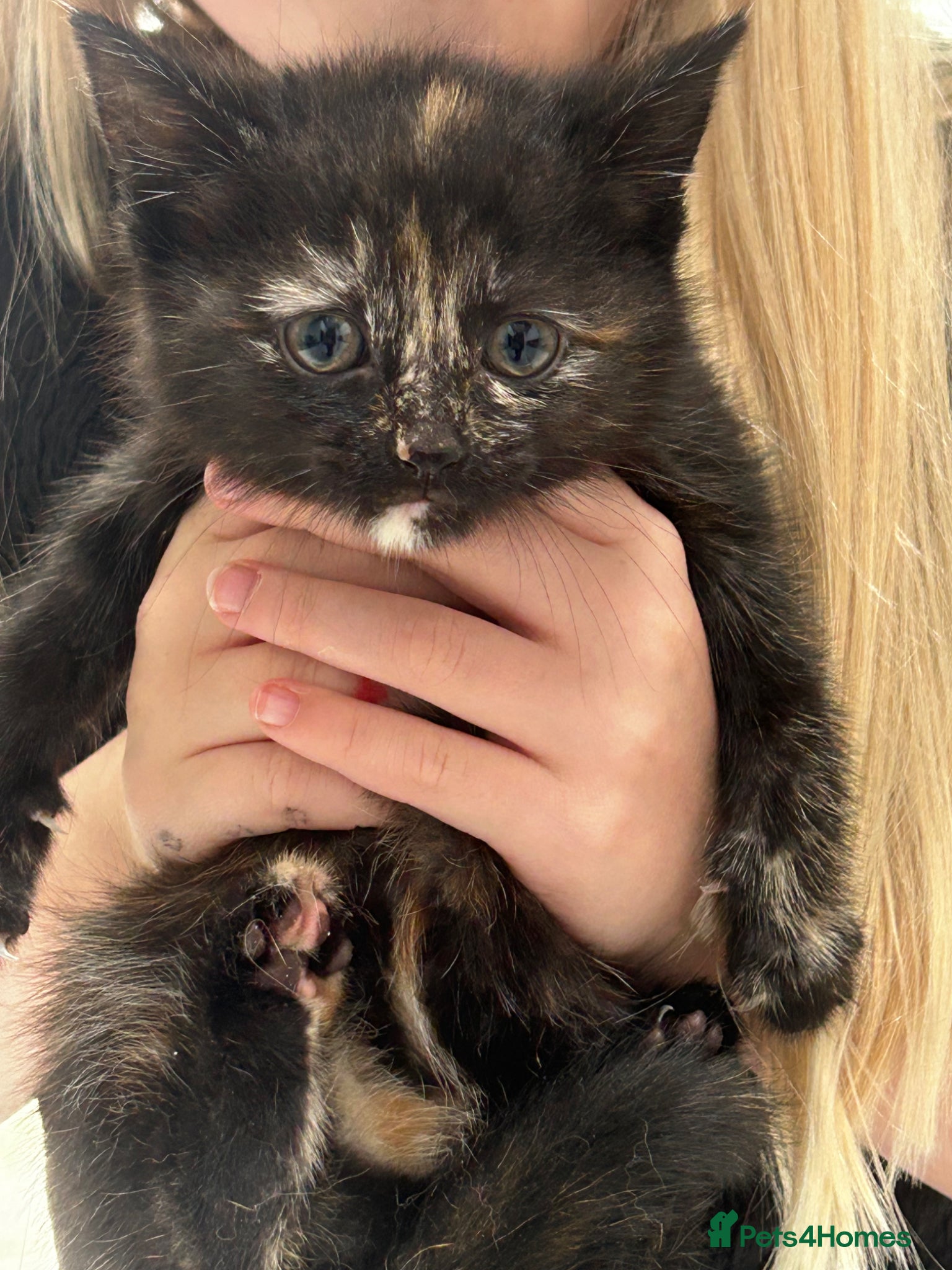 Mixed Breed cats 3 beautiful female kittens need a home today   - Advert 10