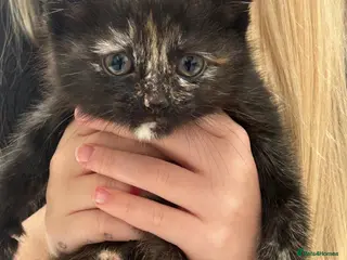 Mixed Breed cats 3 beautiful female kittens need a home today - Advert 10
