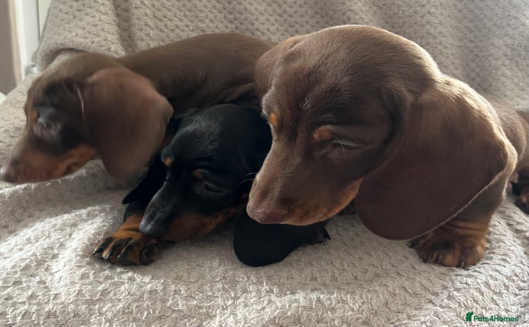 Miniature Dachshund dogs - Advert 3