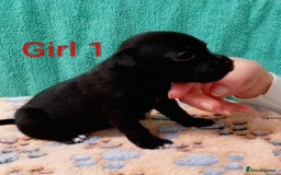 Staffordshire Bull Terrier dogs for sale: KC Registered Champions Bloodline Show Quality  - Image 18