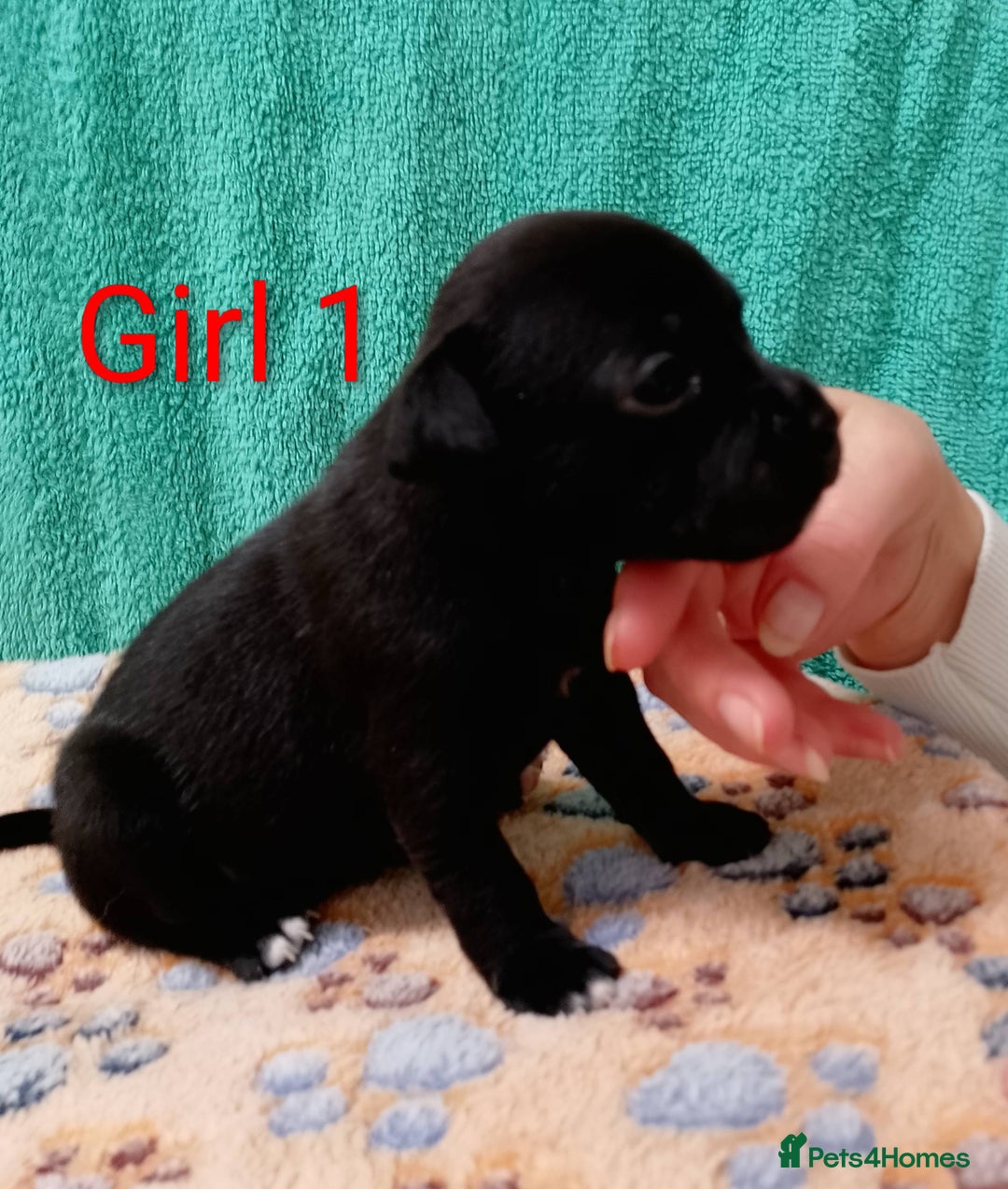 Staffordshire Bull Terrier dogs for sale: KC Registered Champions Bloodline Show Quality  - Image 18