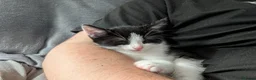 Mixed Breed cats for sale:  kittens for sale  in Newbury - Advert 4