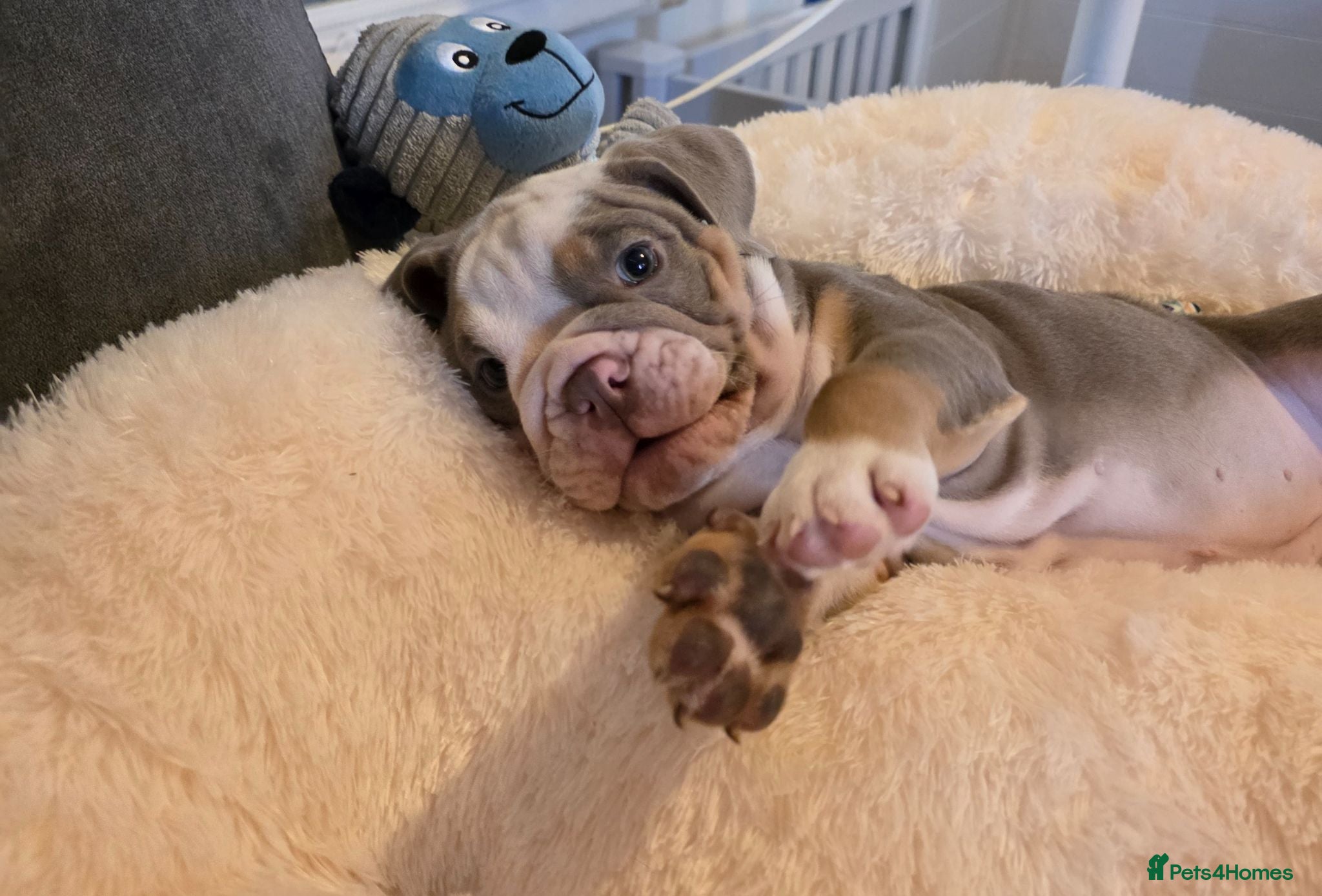 English Bulldog dogs Stunning 2 girls left English Bulldogs  - Advert 2