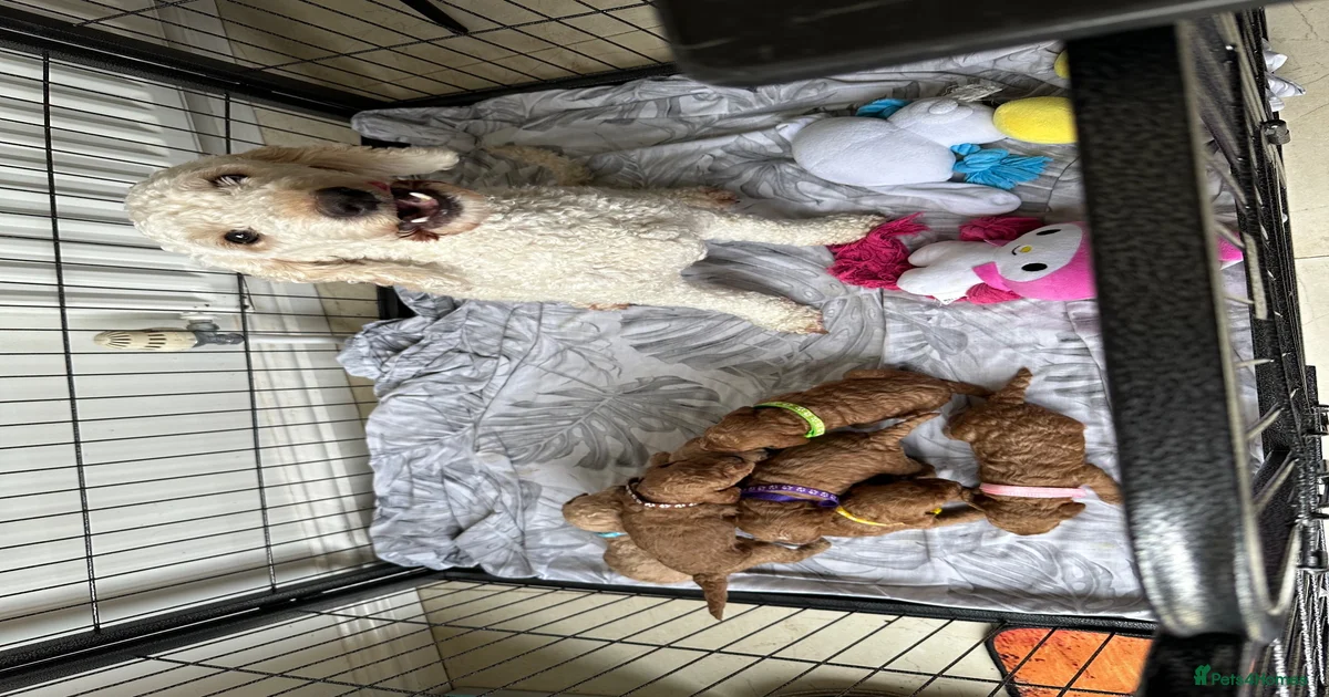 Cockapoo Puppies for sale in Magherafelt, Mid Ulster | Pets4Homes