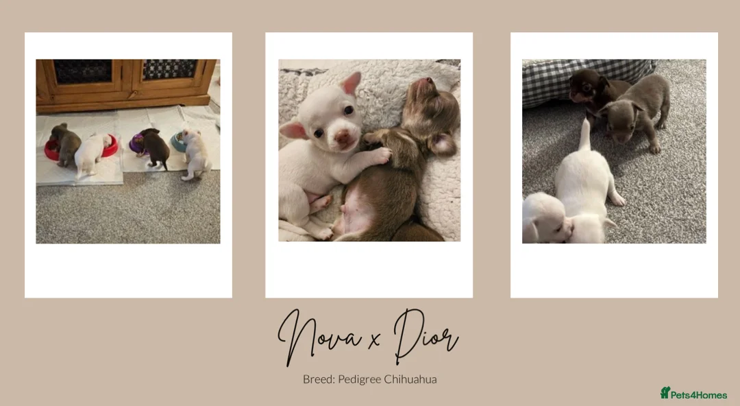 Chihuahua dogs for stud: Unique Chihuahua for Stud 🐾 in Southampton - Advert 21