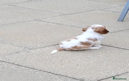 Cavalier King Charles Spaniel dogs for sale: Male Cavalier King Charles spaniel  - Image 10