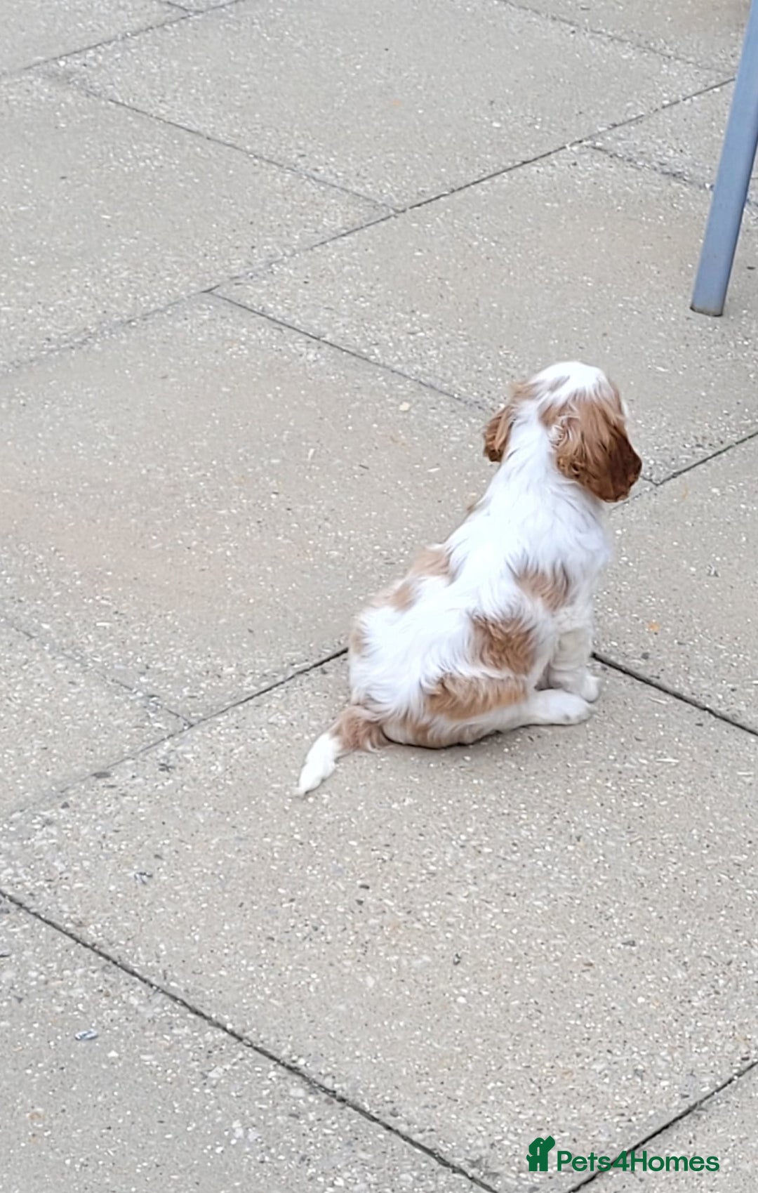 Cavalier King Charles Spaniel dogs for sale: Male Cavalier King Charles spaniel  - Image 10