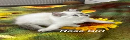 Siberian cats for sale: ❤️6 Beautiful Neva Masquerade x Ragdoll Kittens ❤️ - Advert 40