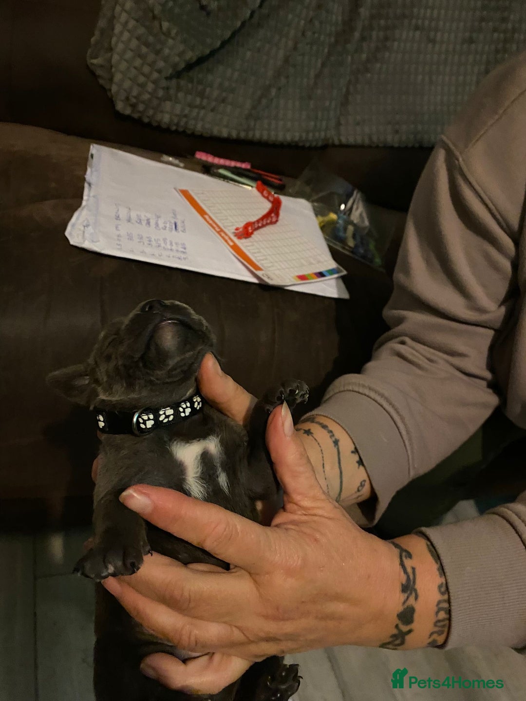 Staffordshire Bull Terrier dogs for sale: Blue pups  - Advert 21