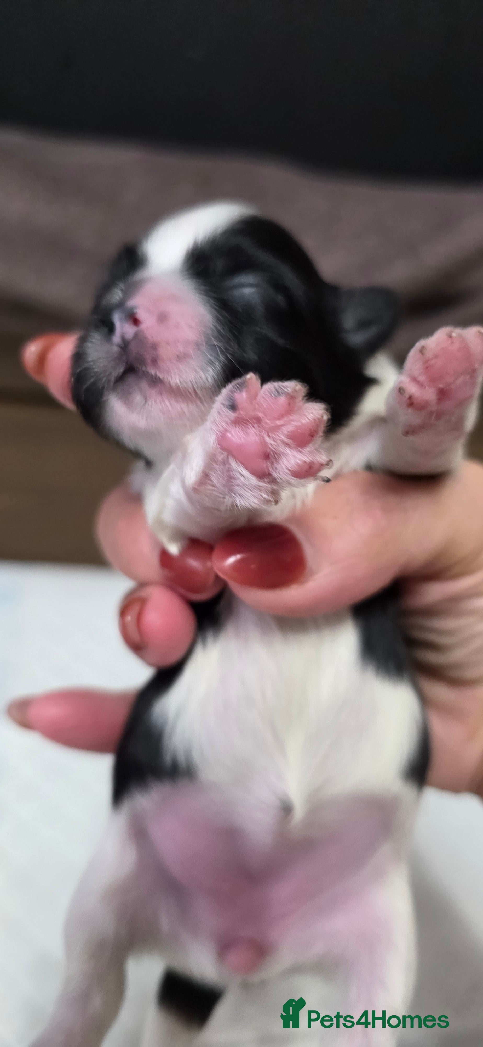 Shih Tzu dogs Beautiful Shih Tzu Puppies – 2 Boys & 4 Girls - Advert 2