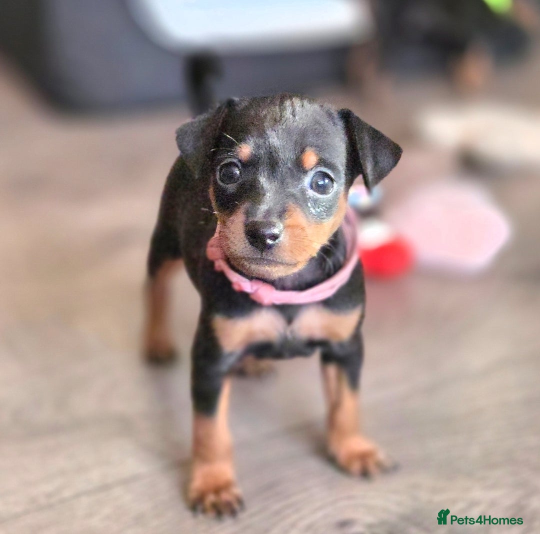Miniature Pinscher dogs for sale: KC Registered 6 Pure Miniature Pinscher litter - Advert 18