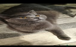 British Shorthair cats for sale: British short hair kittens  - Image 16
