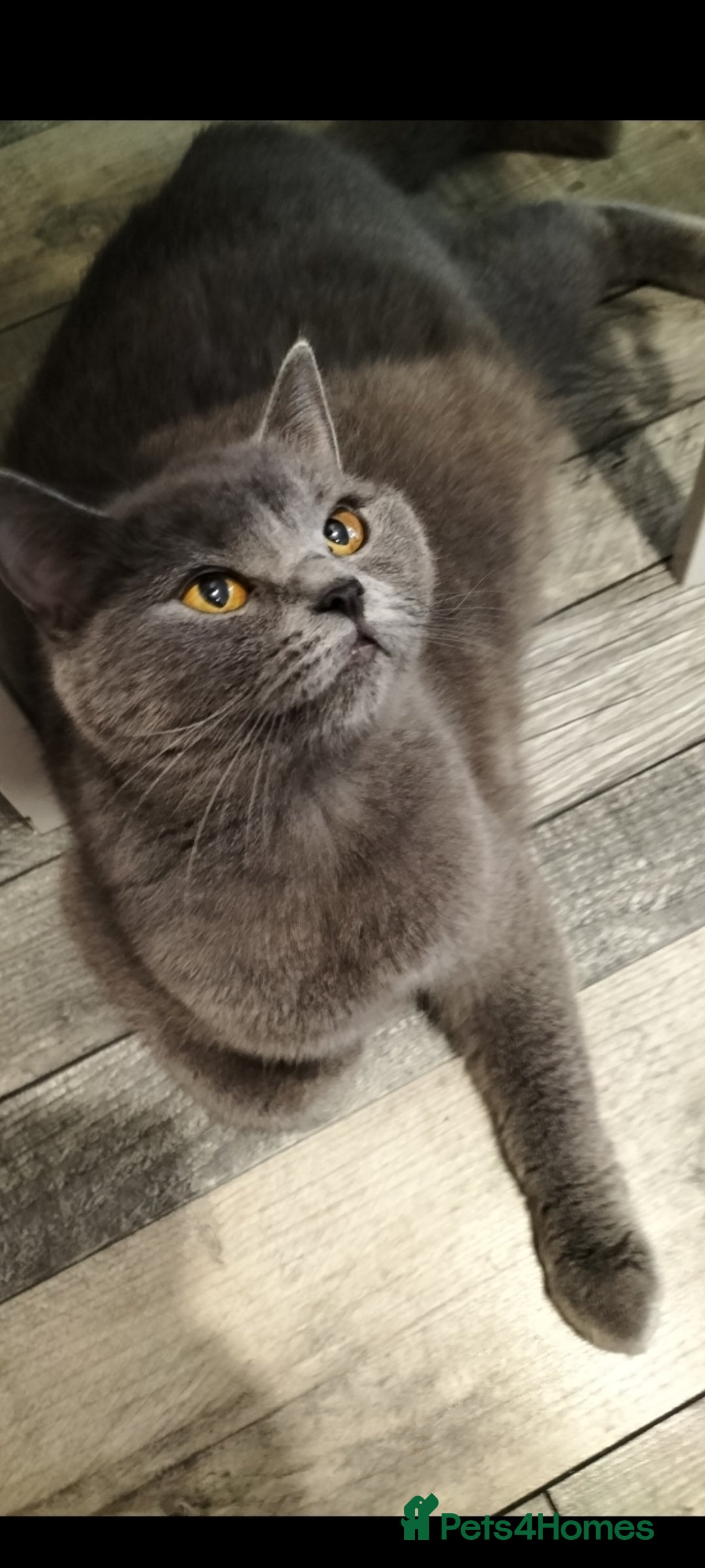 British Shorthair cats for sale: British short hair kittens  - Image 16