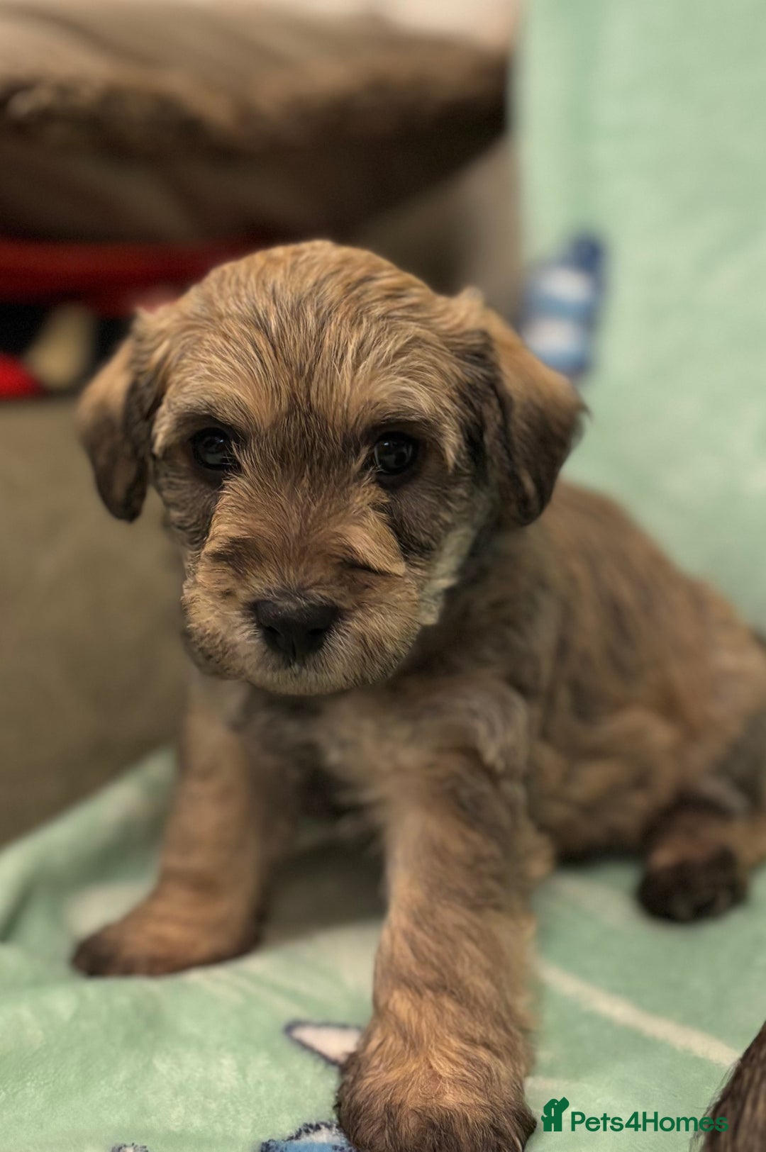 Mixed Breed dogs for sale: Westiepoo puppies - Advert 20