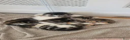 Mixed Breed cats for sale: Mancoon Mix Kittens (6) - Advert 4